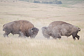 Bison (Bison Bison) Stierkampf auf der National Bison Range, westlich von Montana