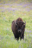 Bison (Bison Bison) National Bison Range NWR West Montana.