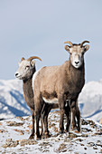 Dickhornschaf (Ovis canadensis) in Jasper National Park, Alberta Canada