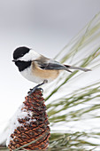 Schwarzkopfmeise (Poecile atricapilla) auf Poderosa Kiefernzapfen im Winter, Troja, Montana