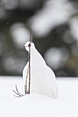 Weißschwanzschneehuhn (Lagopus leucurus) im Wintergefieder, mit Weidenknospen in West-Alberta Canada