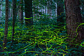 Lichtspuren des Leuchtkäfers (Lamprohiza splendidula) im Wald, Bayern, Deutschland