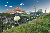 Blühendes Bärengras (Xerophyllum tenax), Mount Reynolds, Glacier National Park, Montana