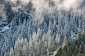 Nadelbäume im Winter, Yosemite Valley, Yosemite Nationailpark, Kalifornien