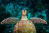 Grüne Meeresschildkröte (Chelonia mydas), Karibik