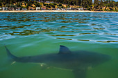 Weißer Hai (Carcharodon Carcharias), Jungtiere nahe der Küste, Capitola, Kalifornien