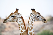 Nord-Giraffe (Giraffa camelopardalis), Paar, Kgalagadi-Transfrontier-Nationalpark, Südafrika