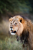 Arikanischer Löwe (Panthera Löwe), männlich, Kgalagadi-Transfrontier-Nationalpark