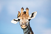 Nordgiraffe (Giraffa camelopardalis) mit Madenhacker (Buphagus erythrorhynchus), Itala-Wildreservat, KwaZulu-Natal, Südafrika