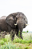 Afrikanischer Elefant (Loxodonta africana), iSimangaliso Wetland Park, Nationalpar, KwaZulu-Natal, Südafrika