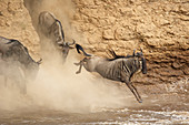 Streifengnus (Connochaetes taurinus), Herde überqueren den Fluss, Mara River, Masai Mara, Kenia