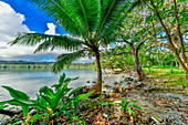 Kokospalme (Cocos nucifera) and der Küste, Aimbuei-Bucht, Aore Island, Vanuatu