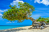 Divi-Divi-Baum (Caesalpinia coriaria), am Strand, Aruba, Karibik