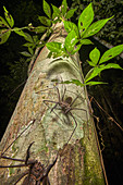 Geißelspinnen-Paar, Tambopata-Forschungszentrum, Peru