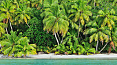 Kokospalmen (Cocos Nucifera) am Strand, D'Arros Island, Seychellen