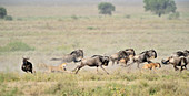 Weiblicher Gepard (Acinonyx jubatus) auf der Jagd nach Streifengnu (Connochaetes taurinus), Ngorongoro-Naturschutzgebiet, Tansania