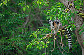 Kattas (Lemur catta) Mutter und Jungtier fressen Früchte, Anja Park, Madagaskar einziehen