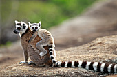 Kattas (Lemur catta) Mutter und Jungtier, Anja Park, Madagaskar