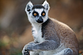 Katta (Lemur catta), Anja Park, Madagaskar