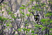 Katta (Lemur catta) am Baum, Anja Park, Madagaskar