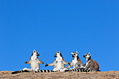 Eine Gruppe von Kattas (Maki catta), sonnt sich, Anja Park, Madagaskar