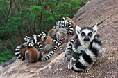 Kattas (Lemur catta), Gruppe wärmt sich, Anja Park, Madagaskar