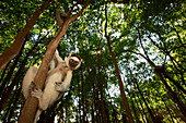 Larvensifaka (Propithecus verreauxi) im Wald, Berenty, Madagaskar