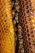 Honigbienen-Kolonie (Apis mellifera) auf Bienenwabe, Deutschland