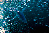 Blauhai (Prionace glauca), San Diego, Kalifornien