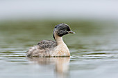 Haarschopftaucher (Poliocephalus Poliocephalus), Victoria, Australien