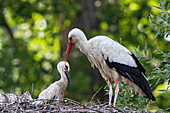 Weißstorch (Ciconia Ciconia), Elternteil mit Küken im Nest, Baden-Württemberg, Deutschland