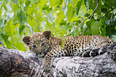 Leopard (Panthera pardus), Jungtier, Okavango-Delta, Botswana