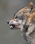 Europäischer Wolf (Canis Lupus), Niedersachsen, Deutschland