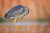 Nachtreiher (Nycticorax Nycticorax), Jungvogel, Ungarn