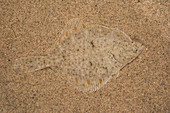 Europäische Scholle (Platichthys flesus) getarnt auf Meeresgrund, Zeeland, Niederlande