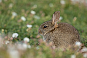 Europäisches Kaninchen (Oryctolagus Cuniculus), Jungtier, Skomer-Insel, Wales