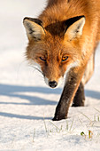 Rotfuchs (Vulpes Vulpes) im Winter, Dronten, Flevoland, Niederlande