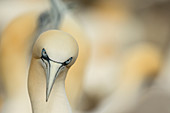 Basstölpel (Morus Bassanus), Saltee Island, Irland