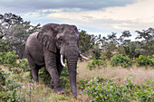Afrikanischer Elefant (Loxodonta africana) in der Savanne, Mpumalanga, Südafrika