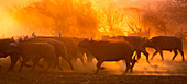 Kaffernbüffel (Syncerus caffer), Herde wirbelt bei Sonnenuntergang Staub auf, Mkuze, KwaZulu-Natal, Südafrika