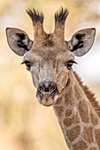 Giraffe (Giraffa camelopardalis), Südafrika