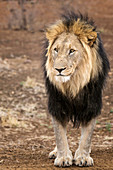 Afrikanischer Löwe (Panthera Löwe), männlich, Namibia