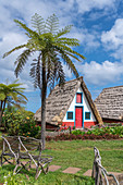 Traditional house under a palm tree, Santana, Madeira region, Portugal, Europe