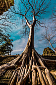 Angkor Wat Tempel, Angkor, UNESCO-Welterbestätte, Siem Reap, Kambodscha, Indochina, Südostasien, Asien