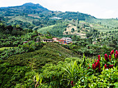 Hillside farm with coffee and banana plants, Jardin, Antioquia, Colombia, South America