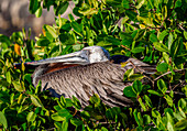 Brown pelican (Pelecanus occidentalis), Puerto Ayora, Santa Cruz (Indefatigable) Island, Galapagos, UNESCO World Heritage Site, Ecuador, South America