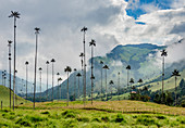 Wax Palms (Ceroxylon quindiuense), Cocora Valley, Salento, Quindio Department, Colombia, South America