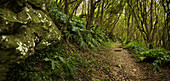 Dirt path through lush forest, wooded path, Sao Miguel, Portugal