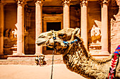 Camel wearing harness by ancient building, Petra, Jordan