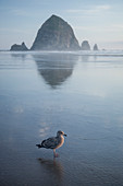 Möwe am Meer mit Reflexion von Haystack Rock, Cannon Beach, Oregon, USA
